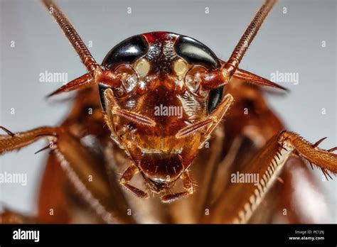 cockroach face under microscope